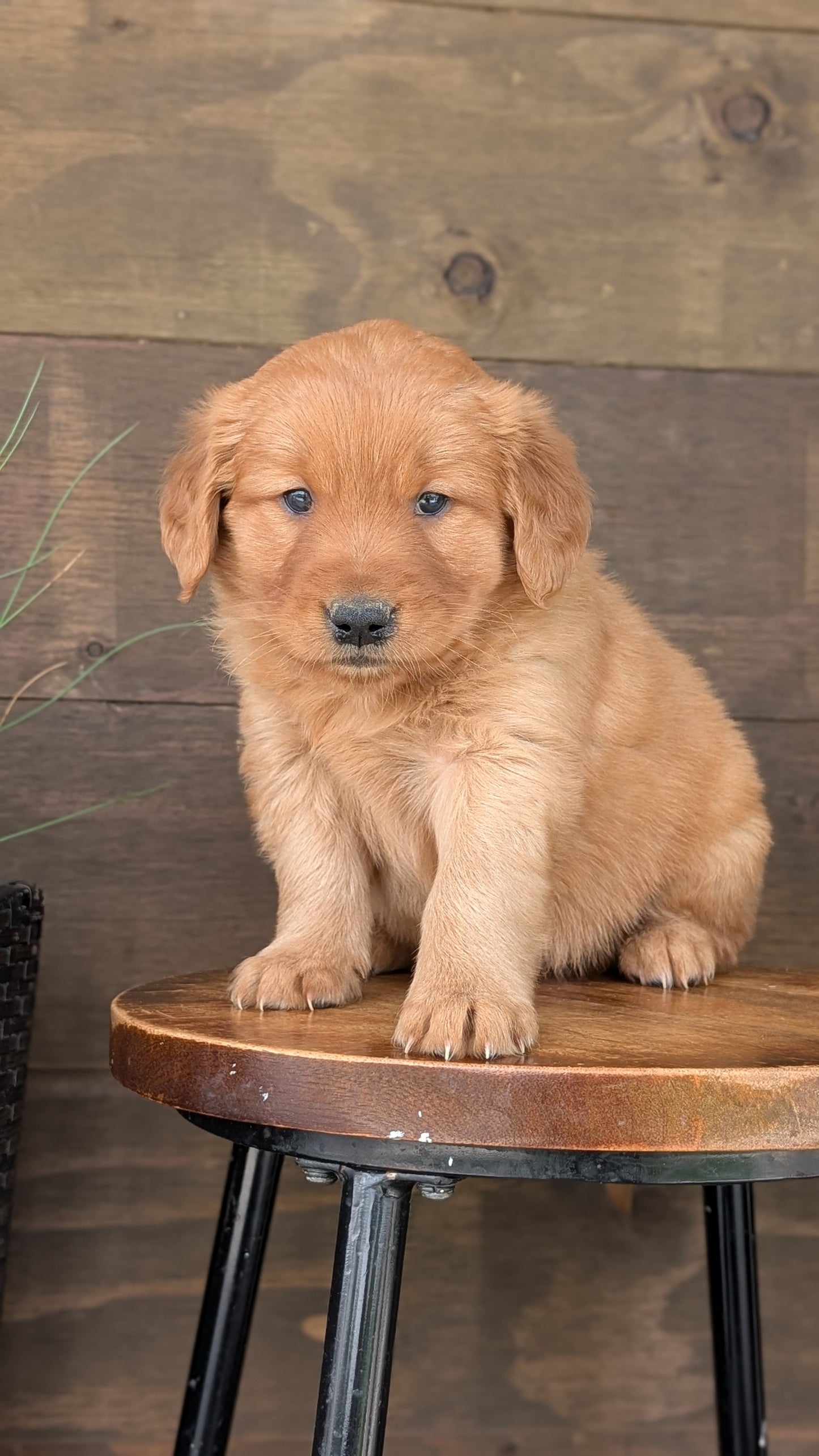 GOLDEN RETRIEVER (MAR 27) FEMALES