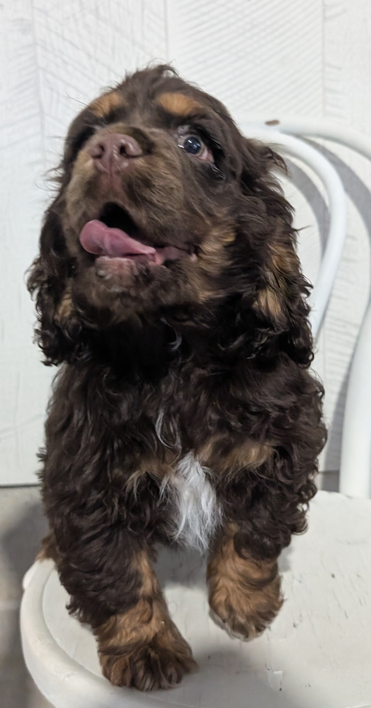 COCKER SPANIEL (09/21) MALE