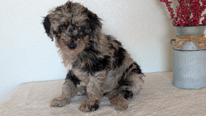 MINI BERNEDOODLE (OCT 15) MALES