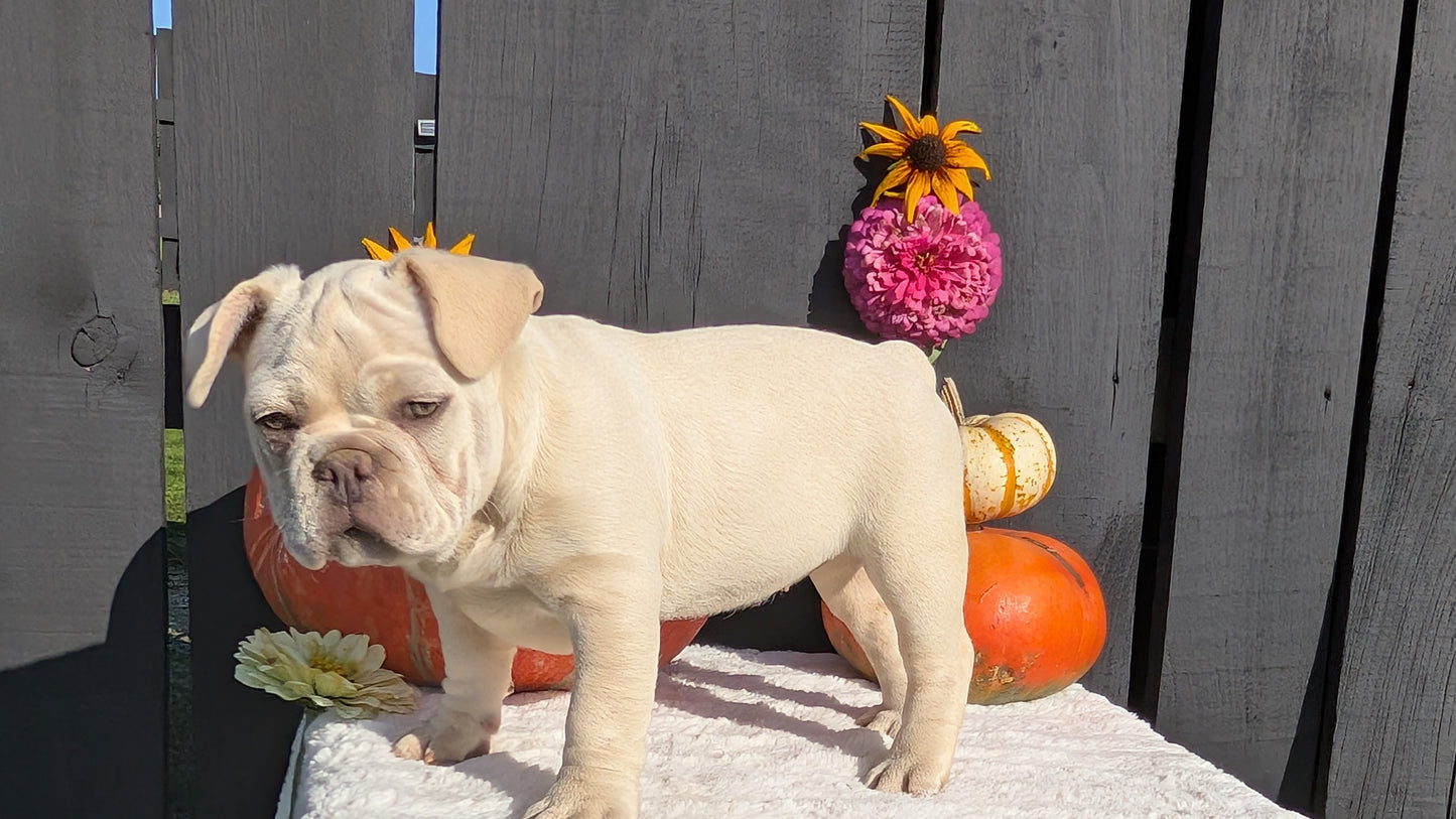 FRENCH BULLDOG (07/08) FEMALE