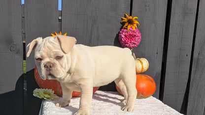 FRENCH BULLDOG (07/08) FEMALE