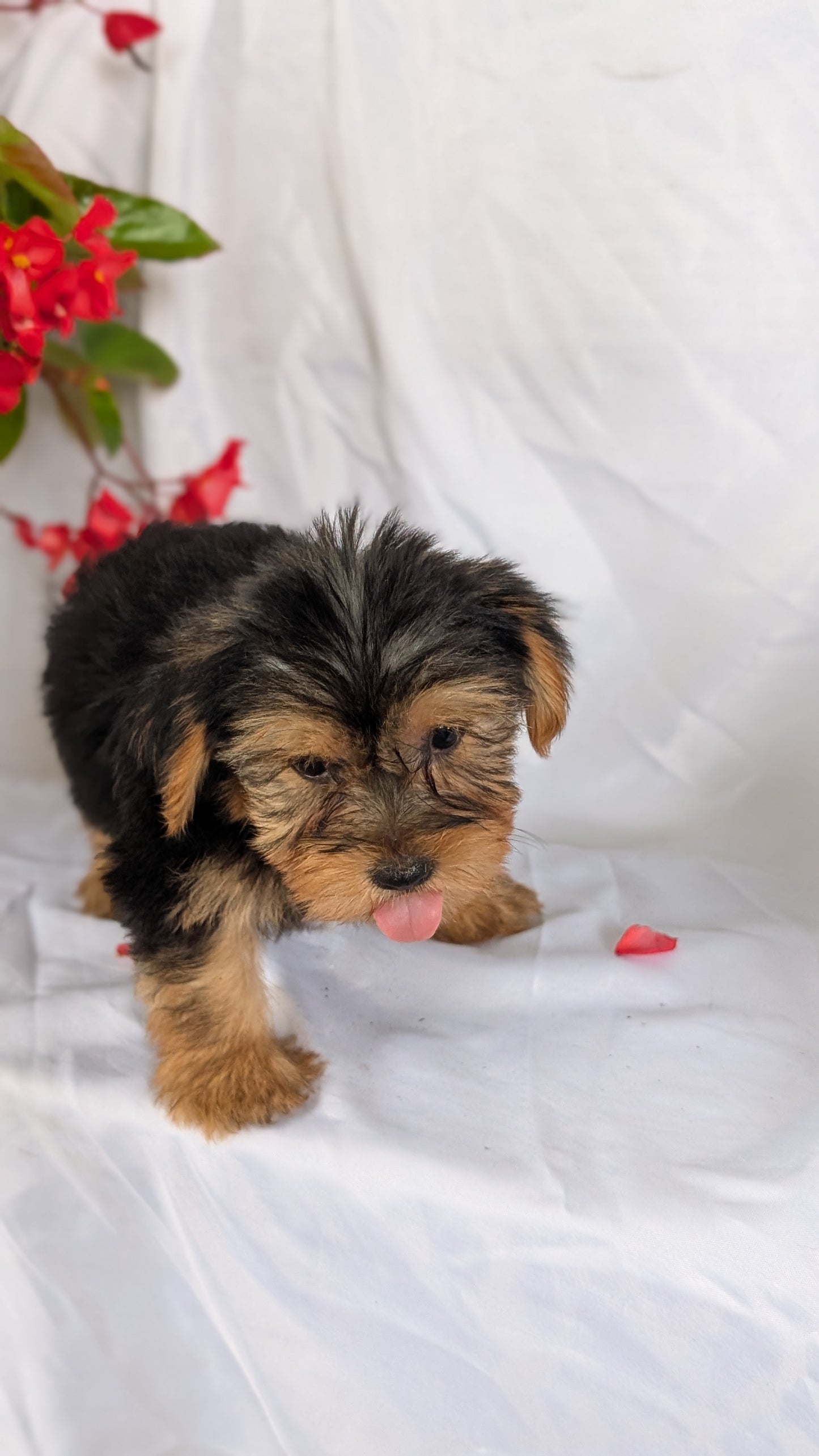 YORKSHIRE TERRIER (06/14) MALE