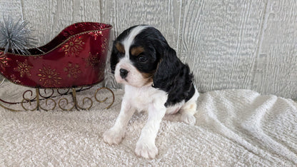 CAVALIER (09/12) MALE