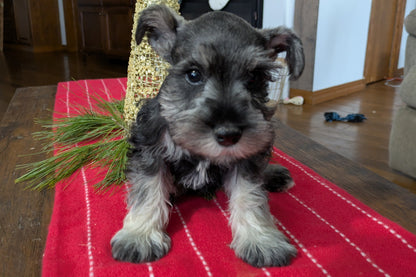 MINI SCHNAUZER (10/03) MALE