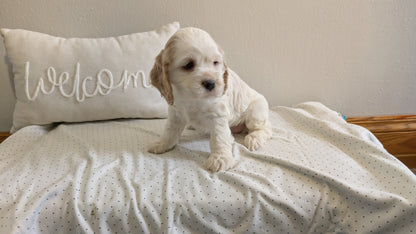 COCKER SPANIEL (02/14) FEMALE