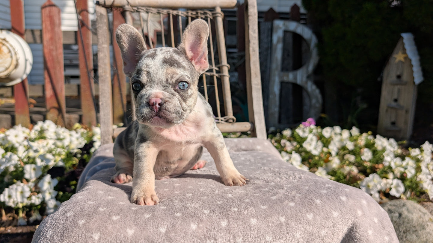 FRENCH BULLDOG (07/29) MALE