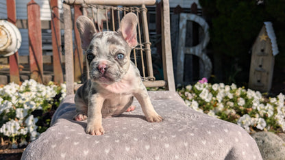 FRENCH BULLDOG (07/29) MALE