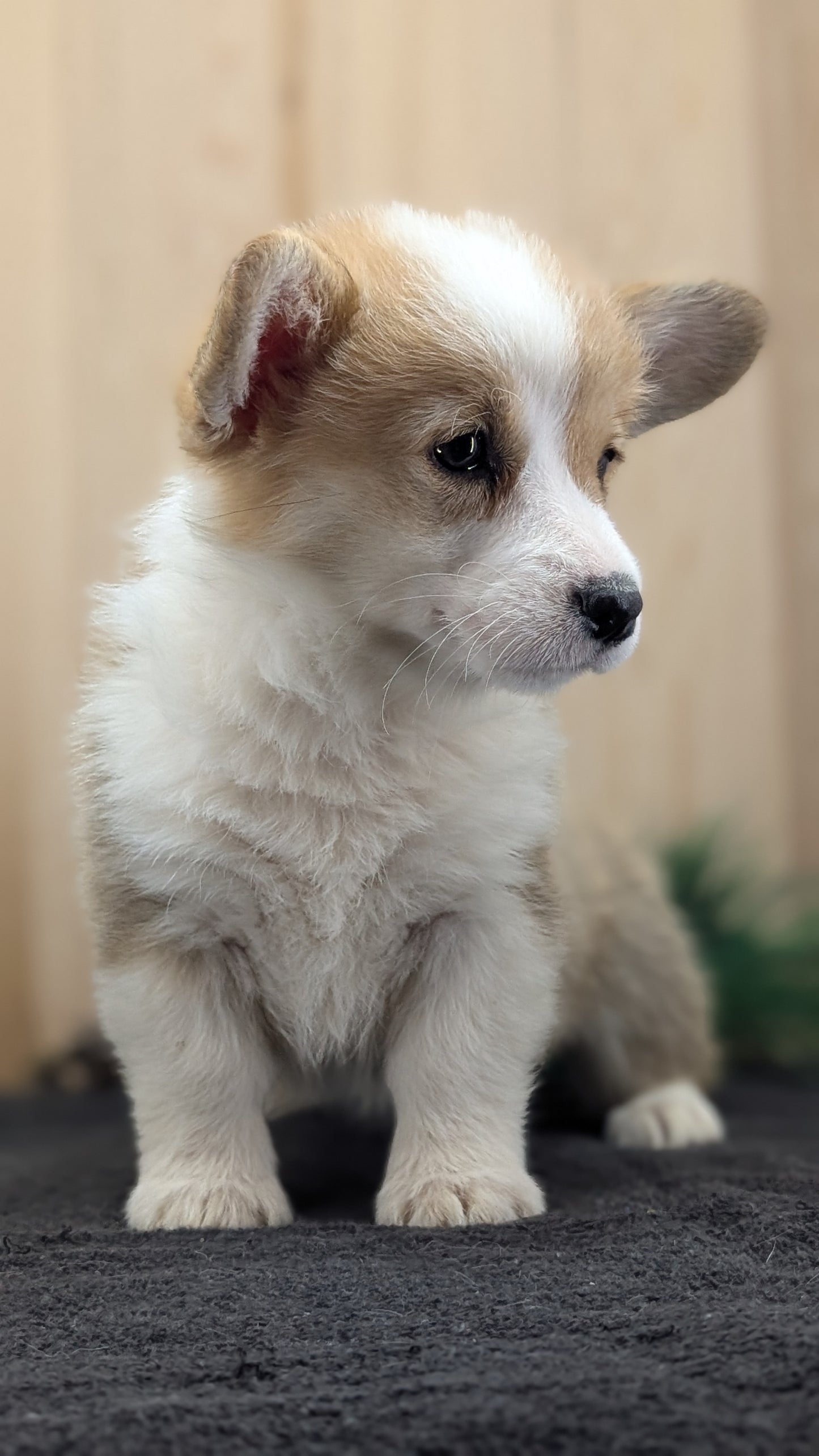 CORGI (09/17) FEMALE