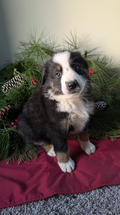GOLDEN BERNESE (10/28) MALE
