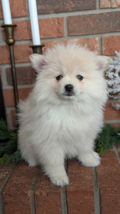 POMSKY (NOV 15) FEMALE