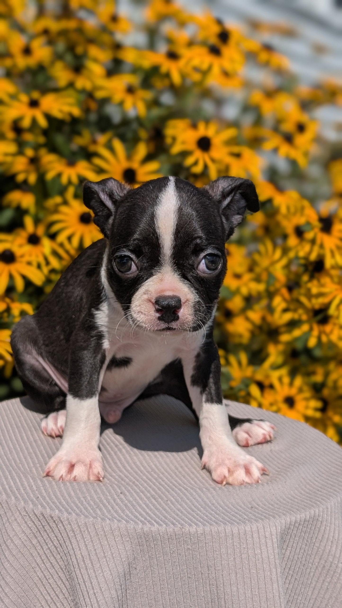 BOSTON TERRIER (JUL 11) 4 FEMALES/4 MALES