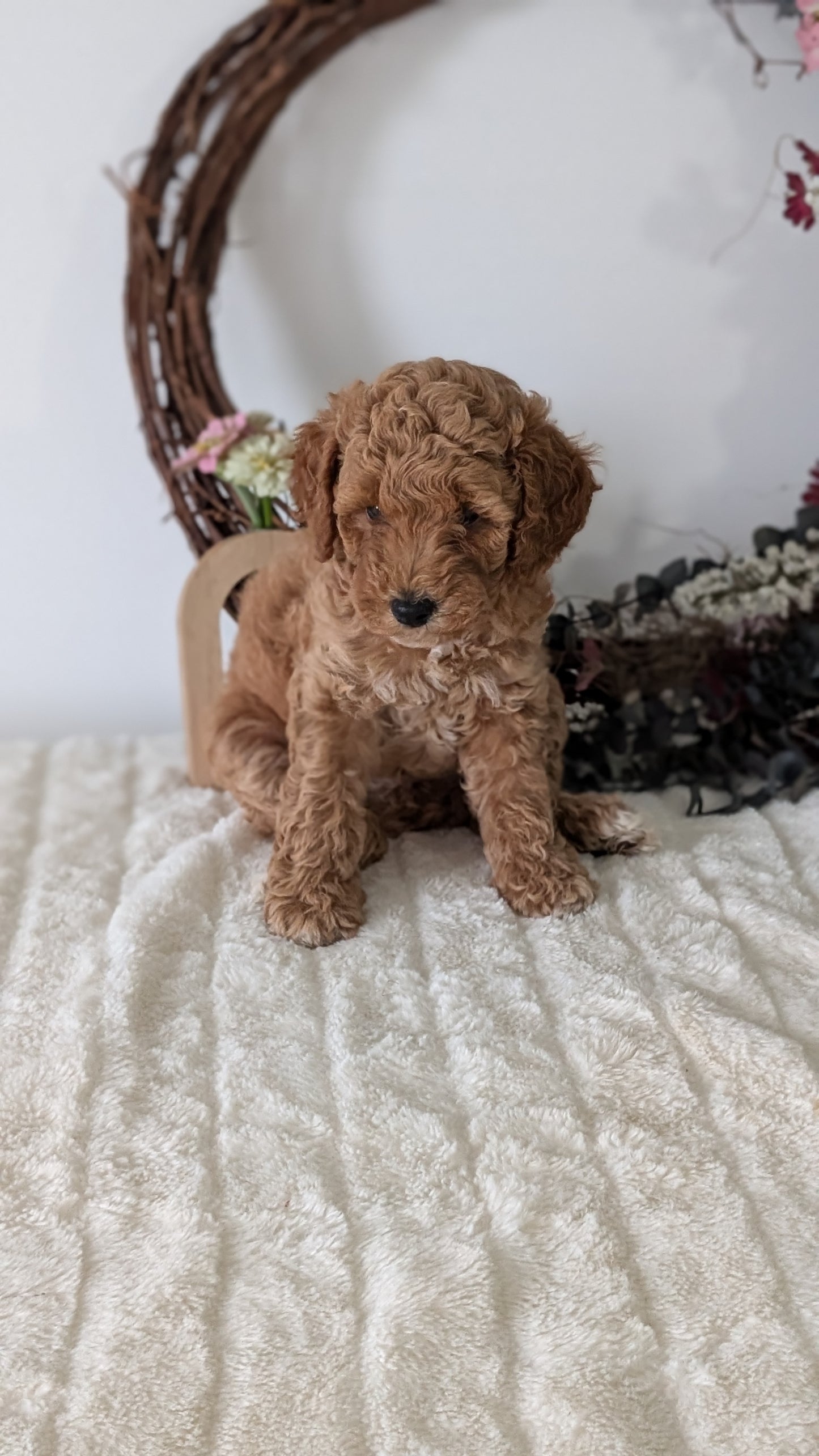 MINI POODLE (JUN 01) FEMALES