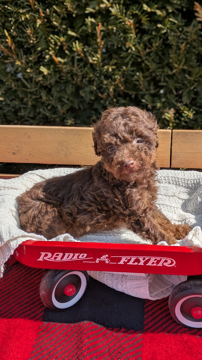 TOY POODLE (01/23) FEMALE