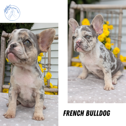 FRENCH BULLDOG (07/29) FEMALE