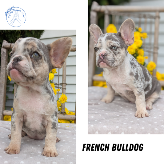FRENCH BULLDOG (07/29) FEMALE