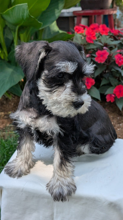 MINI SCHNAUZER (05/29) MALE