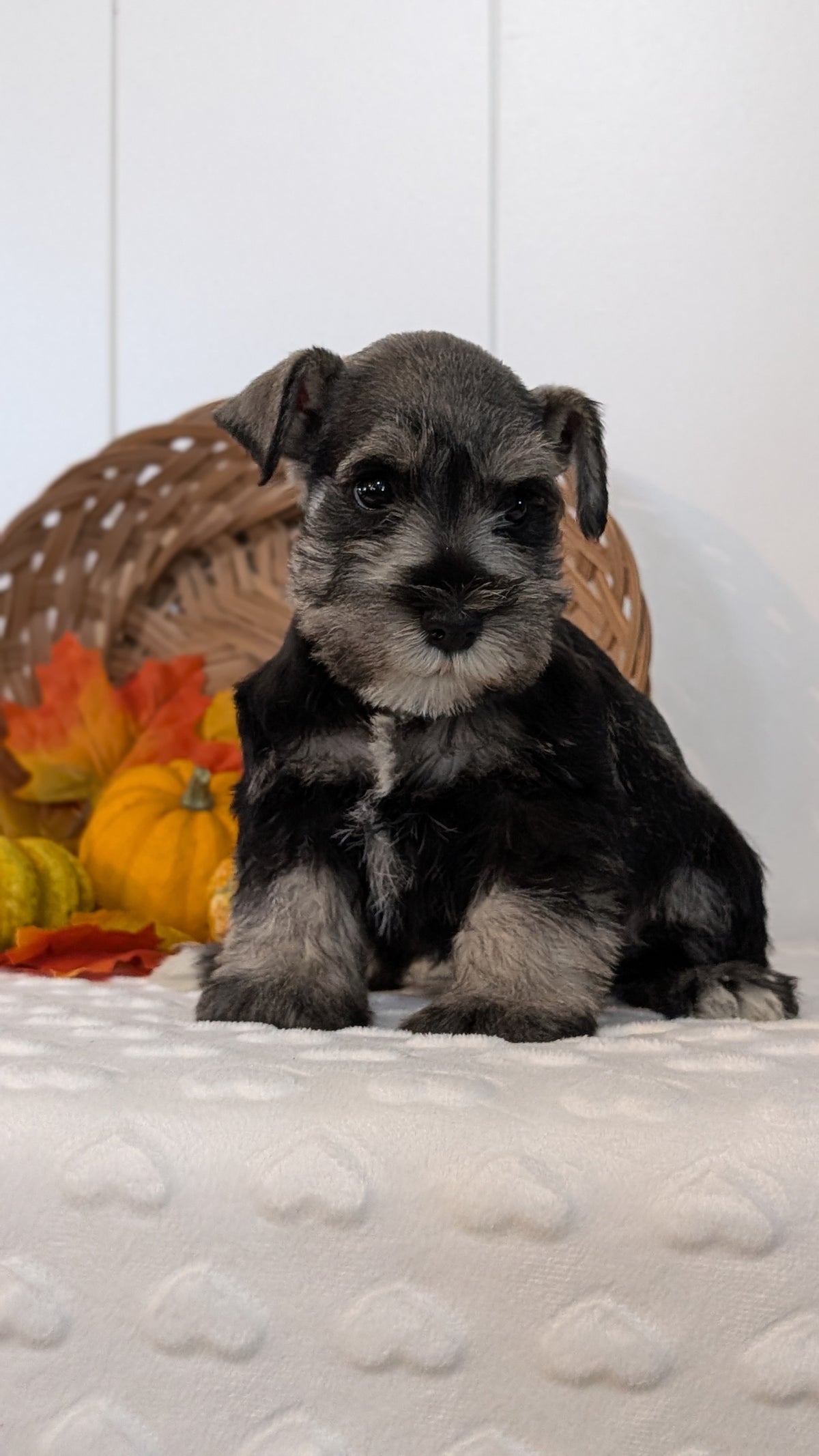 MINI SCHNAUZER (AUG 27) 4 FEMALES/1 MALE