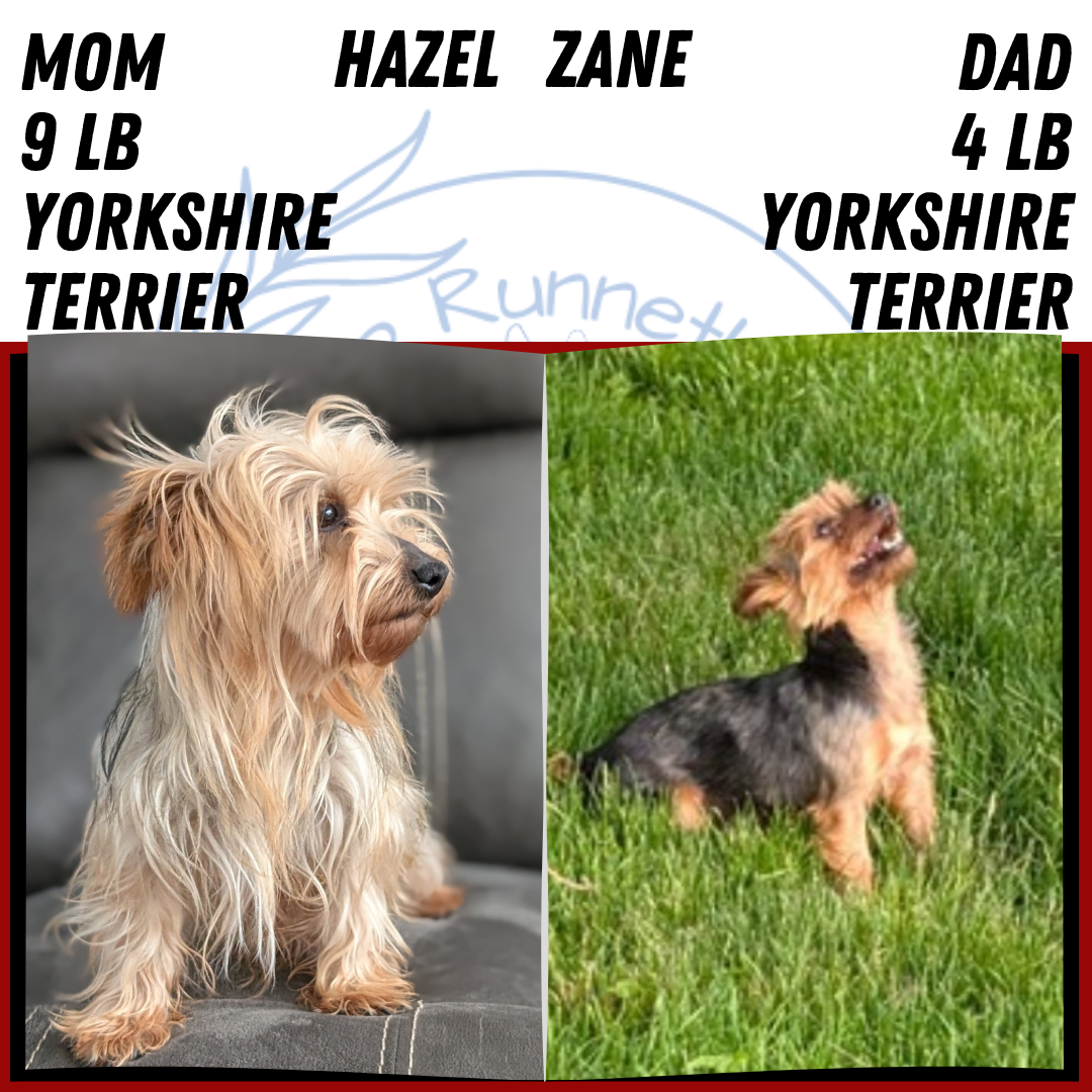 YORKSHIRE TERRIER (JUN 05) MALE