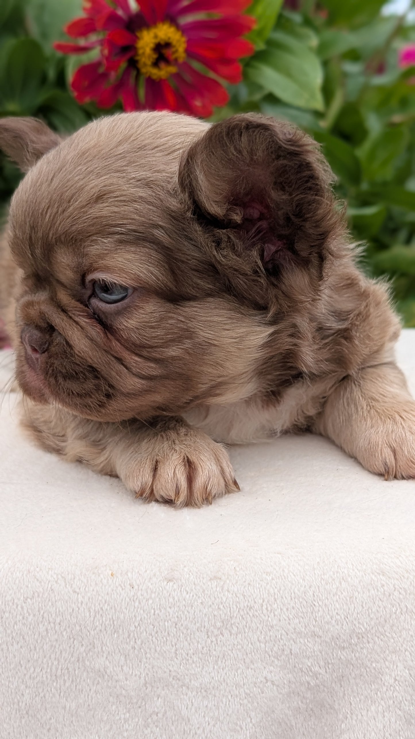 FRENCH BULLDOG (JUN 06) FEMALES