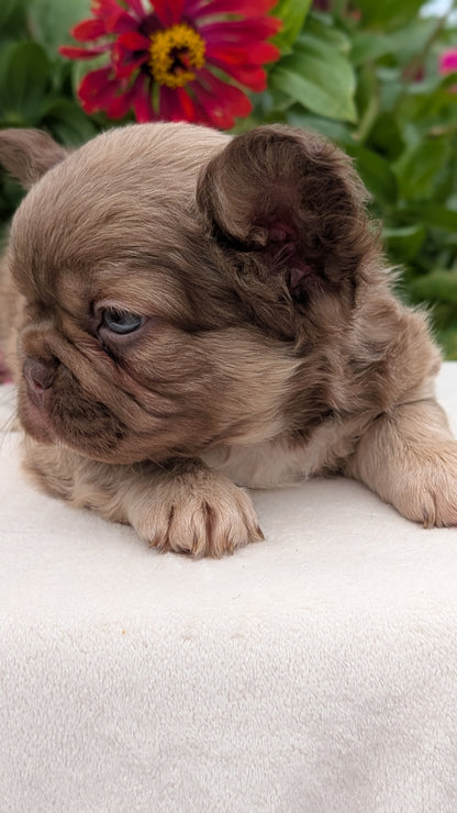 FRENCH BULLDOG (JUN 06) FEMALES