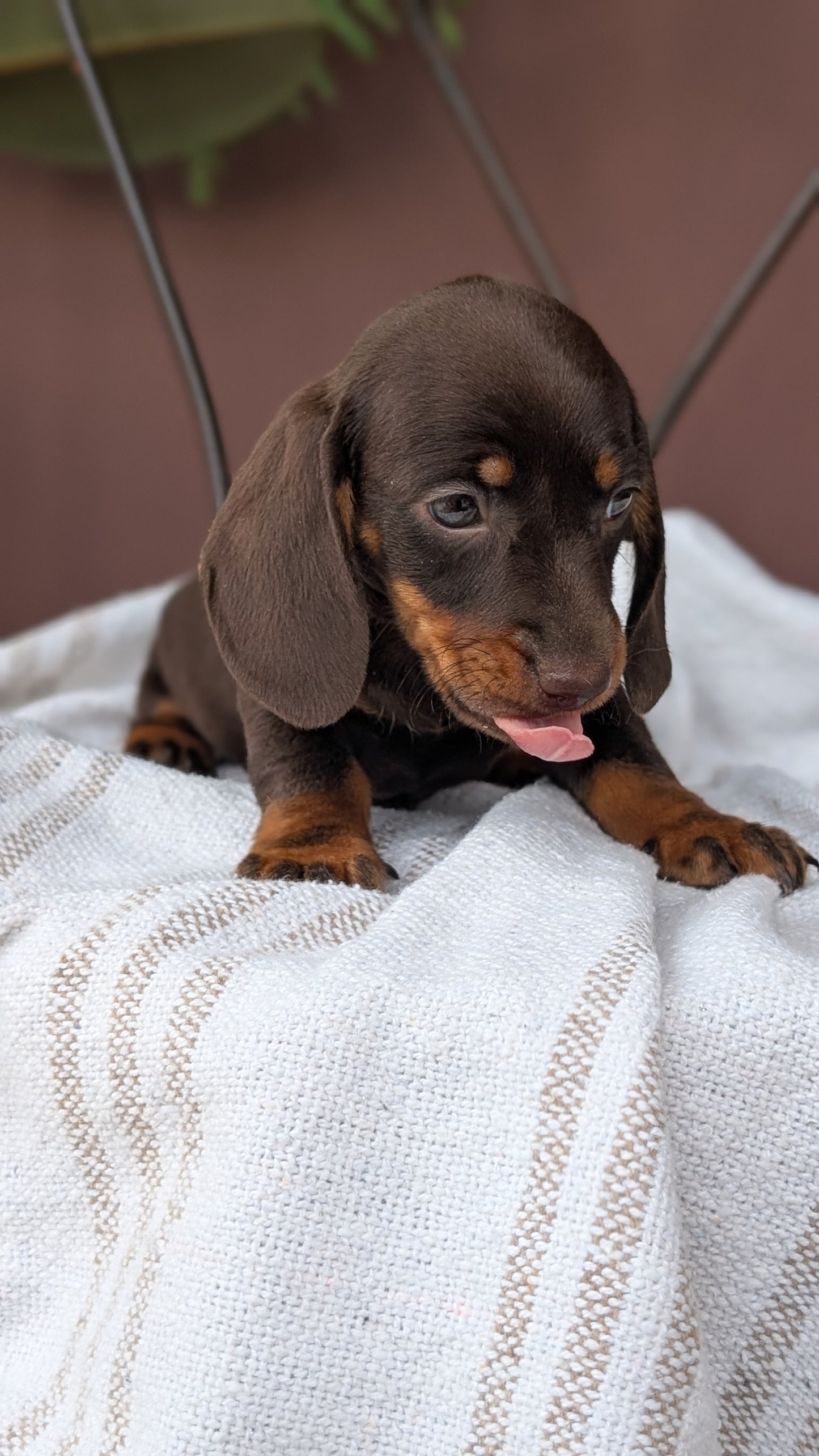 MINI DACHSHUND (MAY 26) MALE