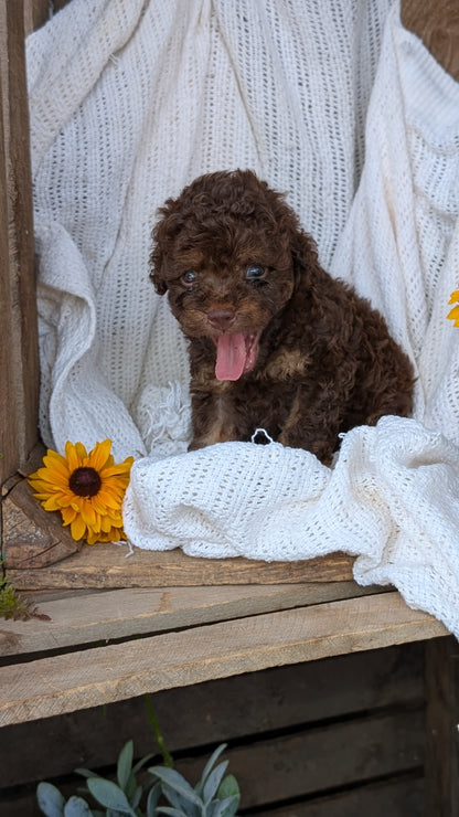 COCKAPOO (06/02) MALE