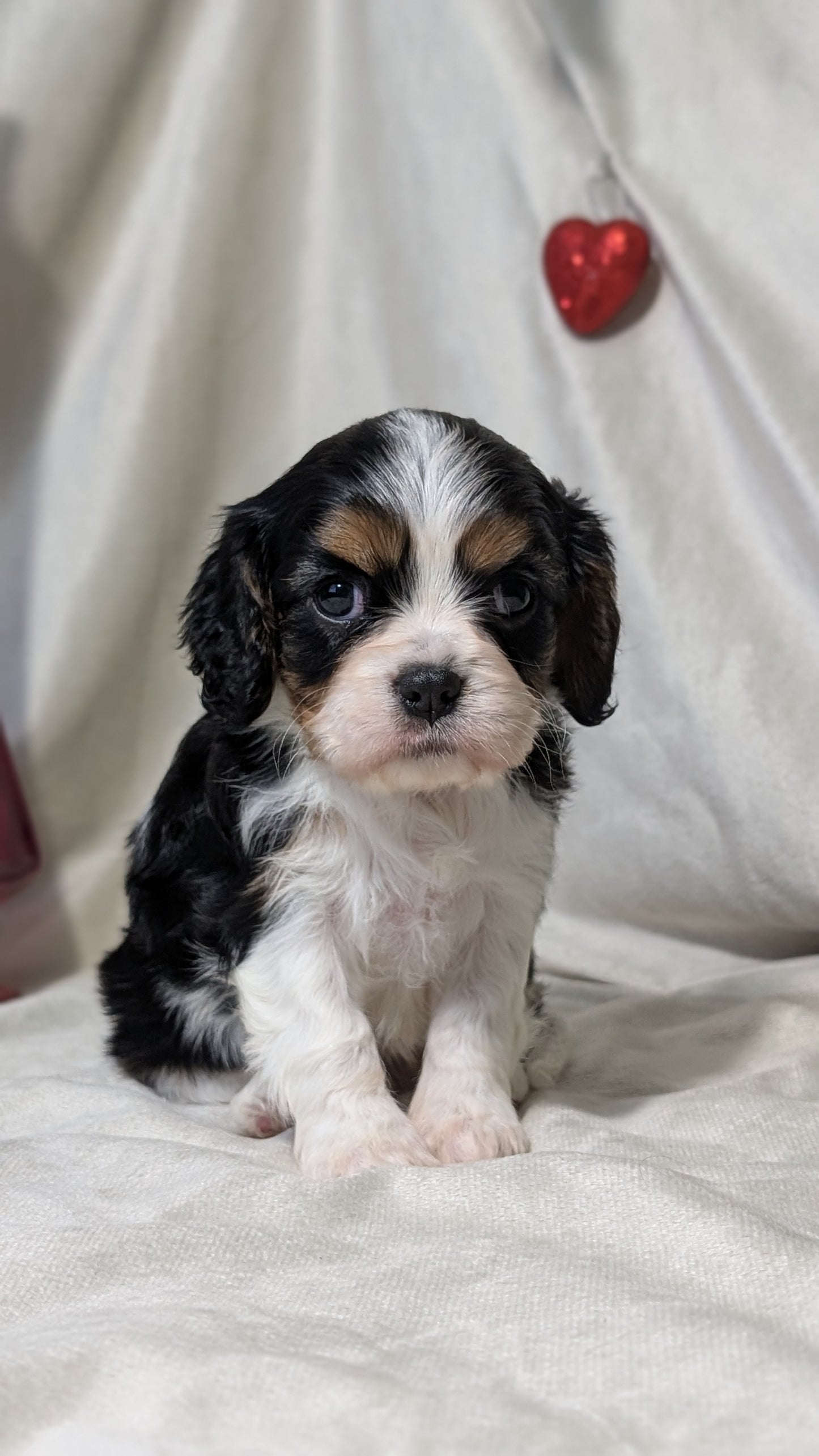 CAVALIER (DEC 03) FEMALES