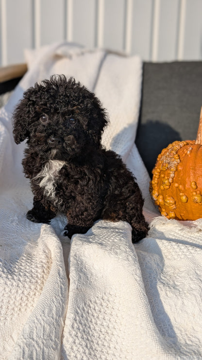 TOY POODLE (08/19) MALE