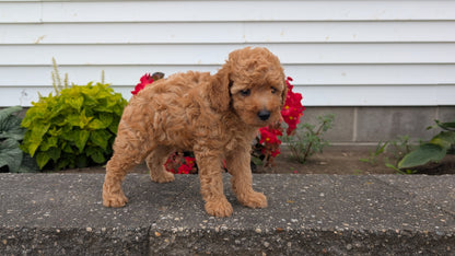TOY POODLE (07/04) MALE