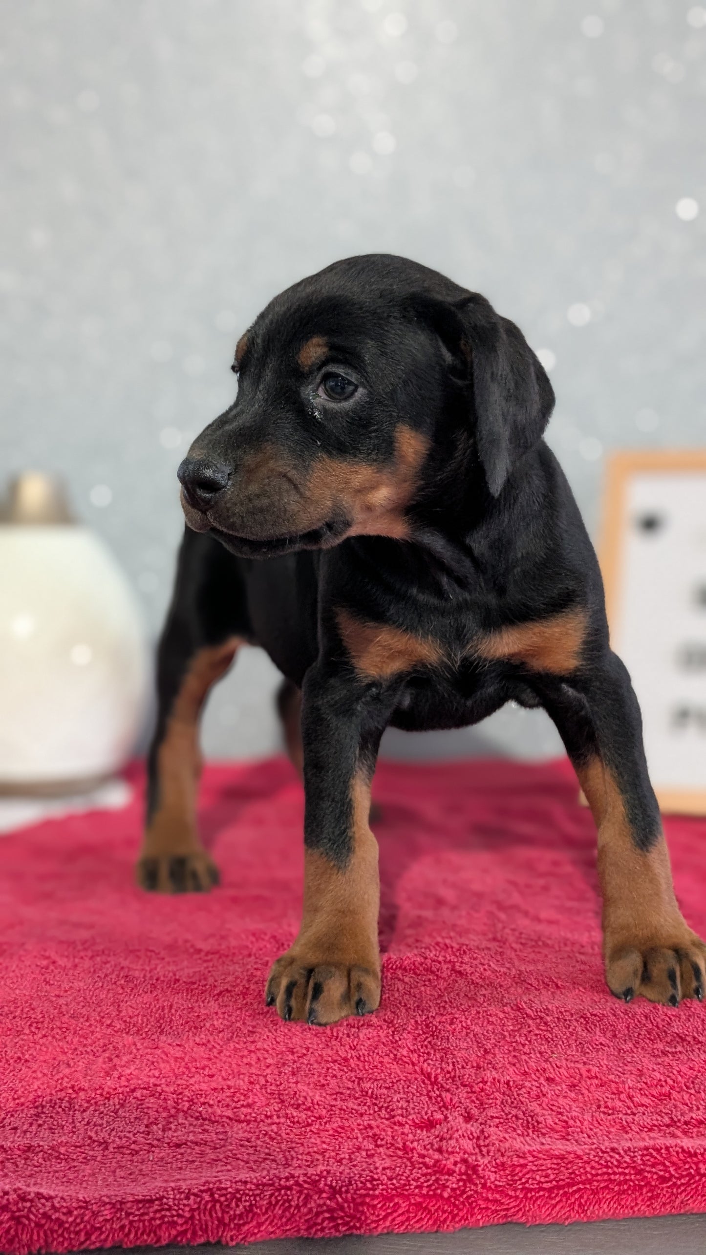 DOBERMAN PINSCHER (OCT 17) FEMALES