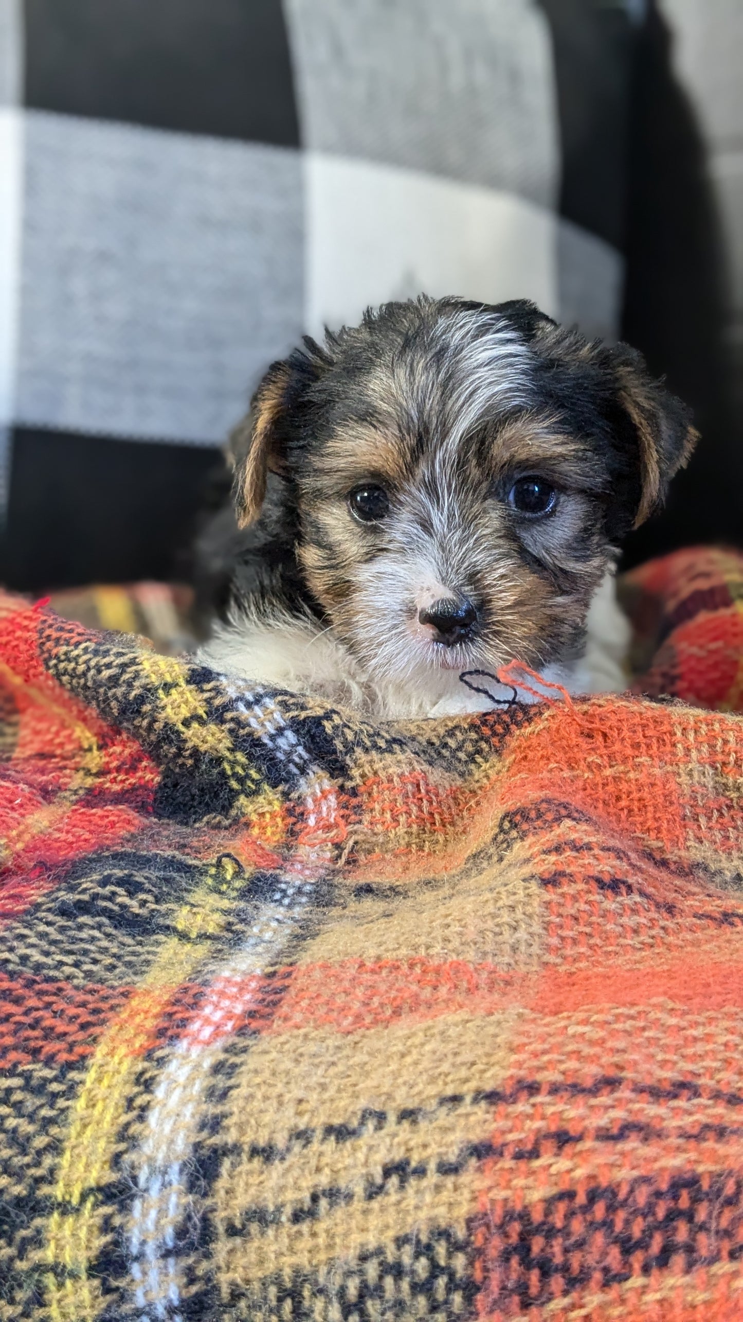 YORKSHIRE TERRIER (09/28) FEMALE