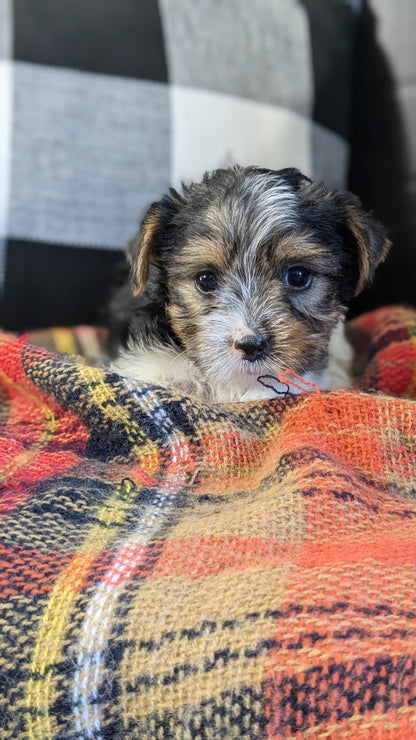 YORKSHIRE TERRIER (09/28) FEMALE