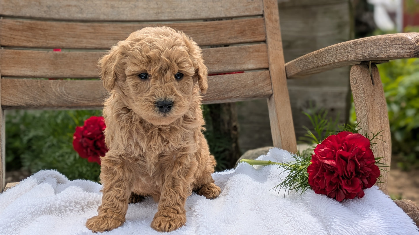 MINI POODLE (03/30) FEMALE