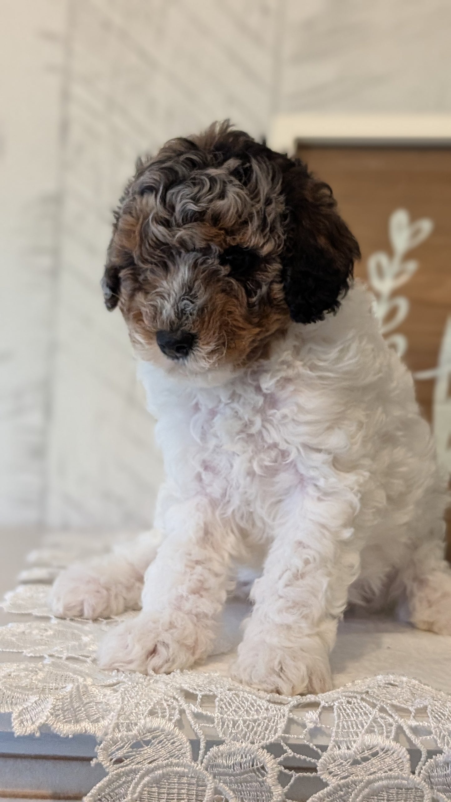 MALTIPOO (APR 05) MALES