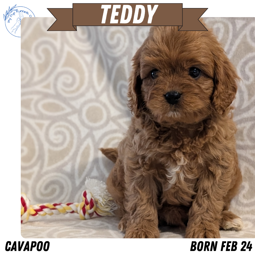 CAVAPOO (FEB 24) MALES