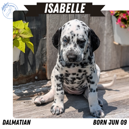 DALMATIAN (06/09) FEMALE