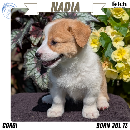 CORGI (JUL 13) 2 FEMALES/3 MALES