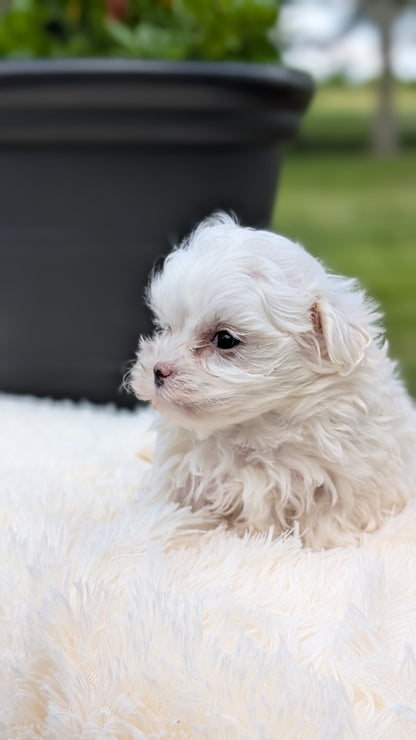 MALTESE (MAY 11) MALES