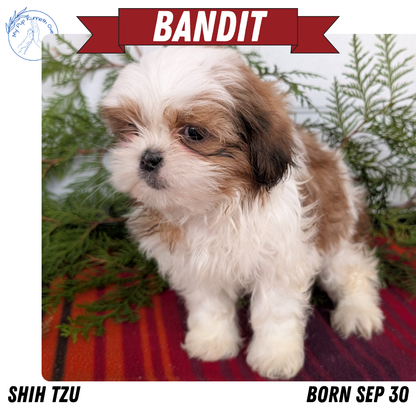 SHIH TZU (SEP 30) MALES