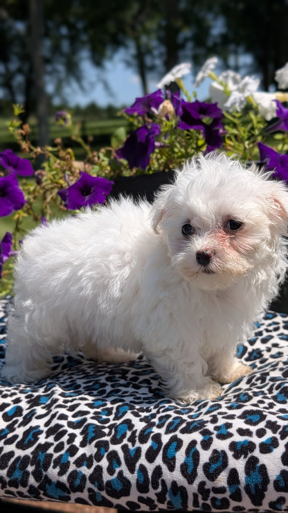 MALTESE (JUN 13) FEMALES