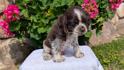 COCKER SPANIEL (07/16) MALE