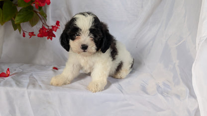 TEDDY BEAR (06/29) MALE