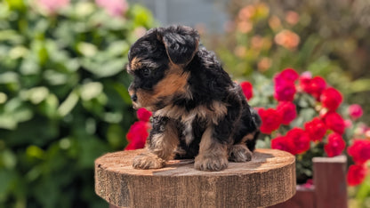 YORKIPOO (MAY 26) FEMALES