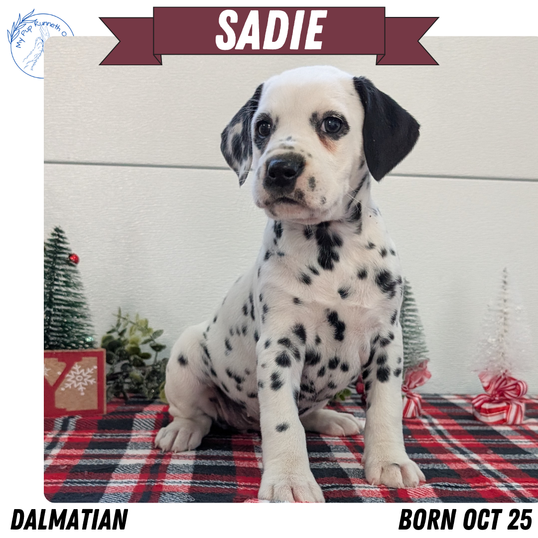 DALMATIAN (OCT 26) FEMALES