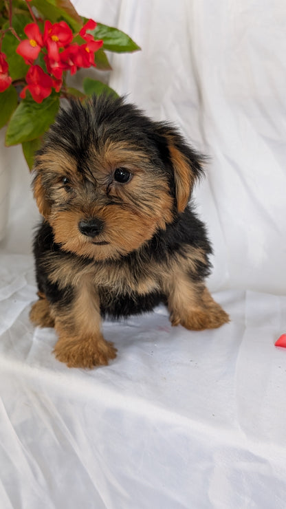 YORKSHIRE TERRIER (06/14) MALE