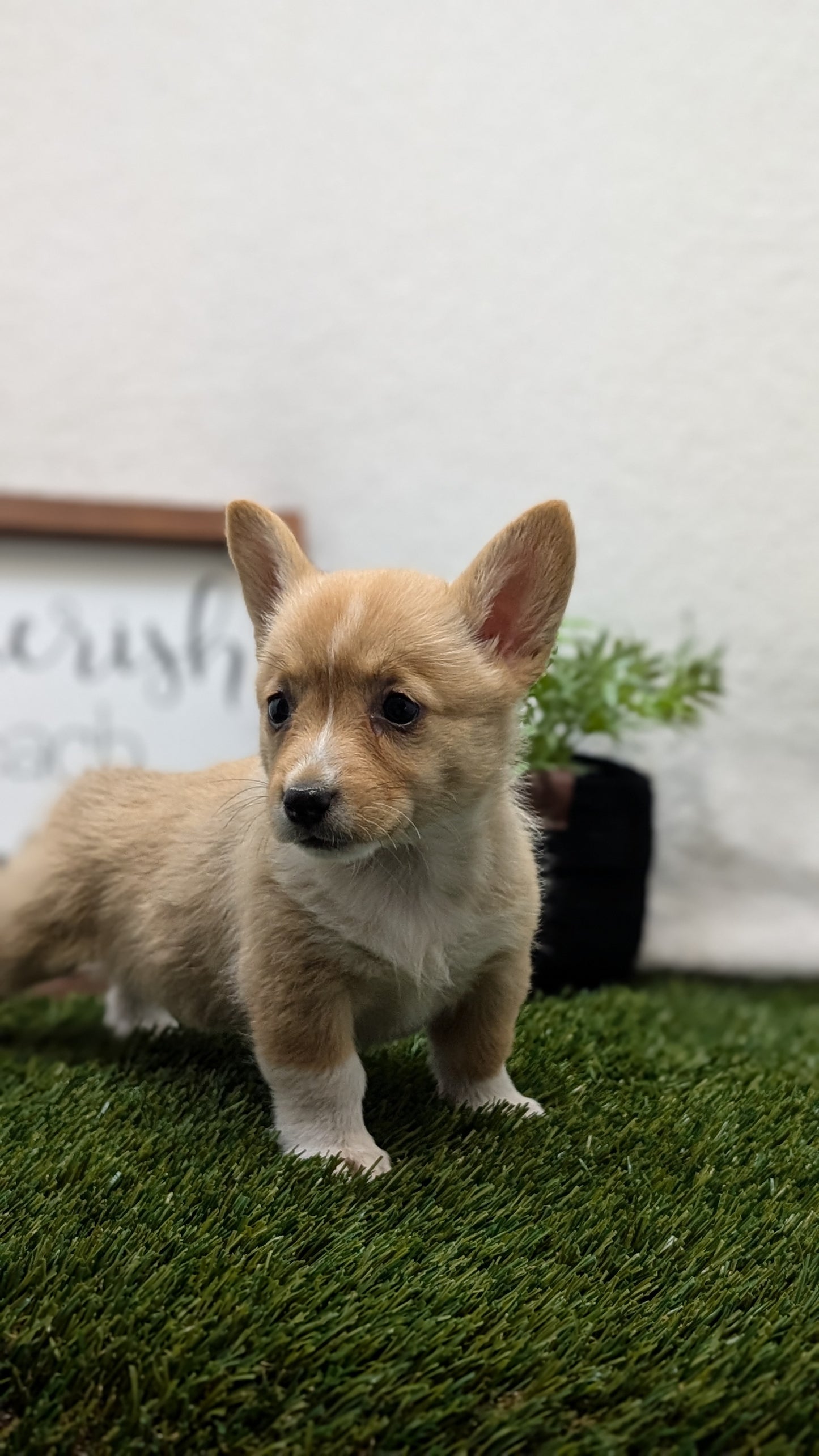 CORGI (07/10) FEMALE