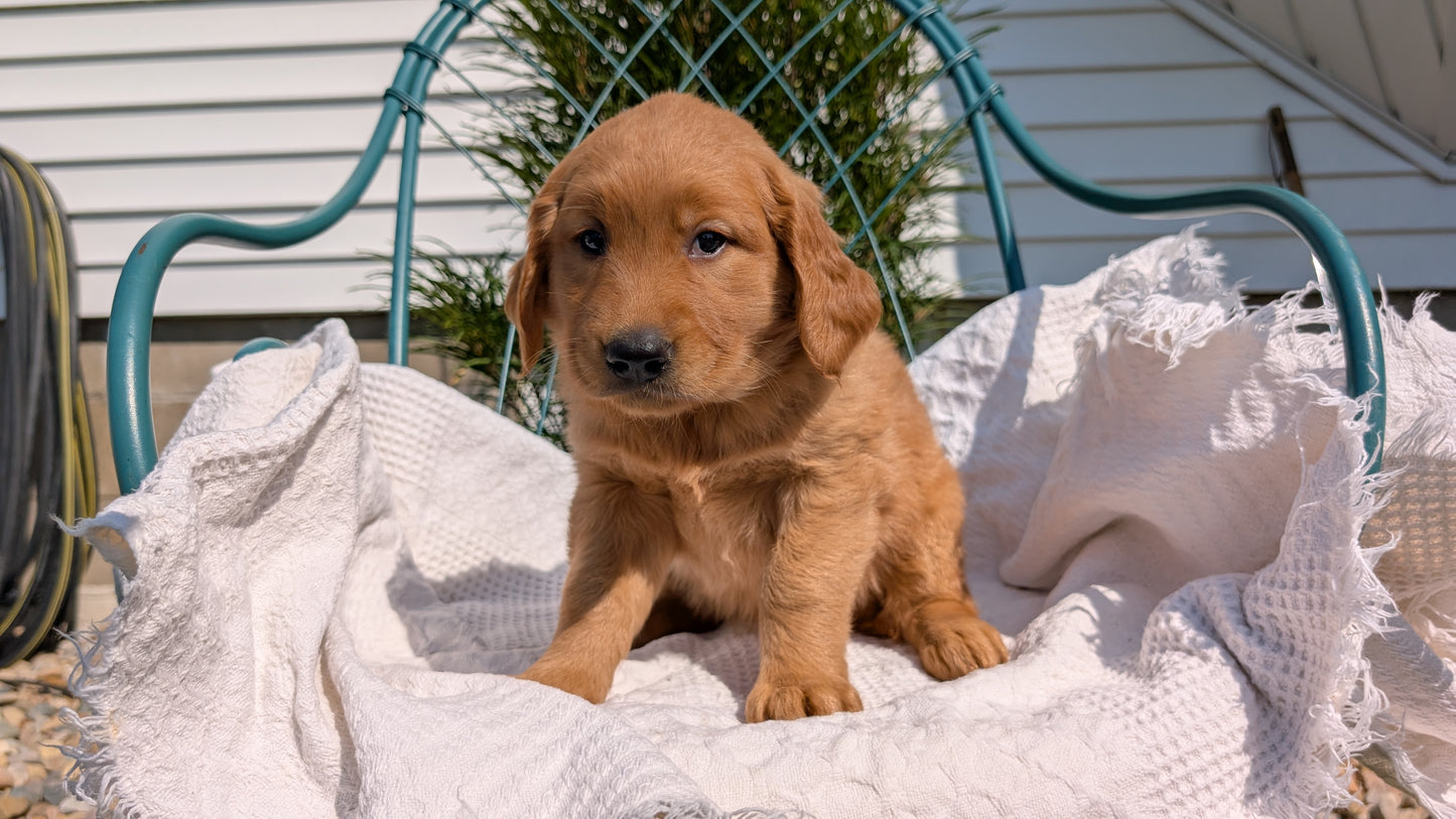 GOLDEN RETRIEVER (07/24) FEMALE