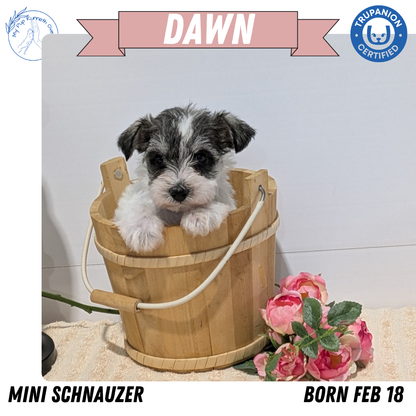 MINI SCHNAUZER (02/18) FEMALE