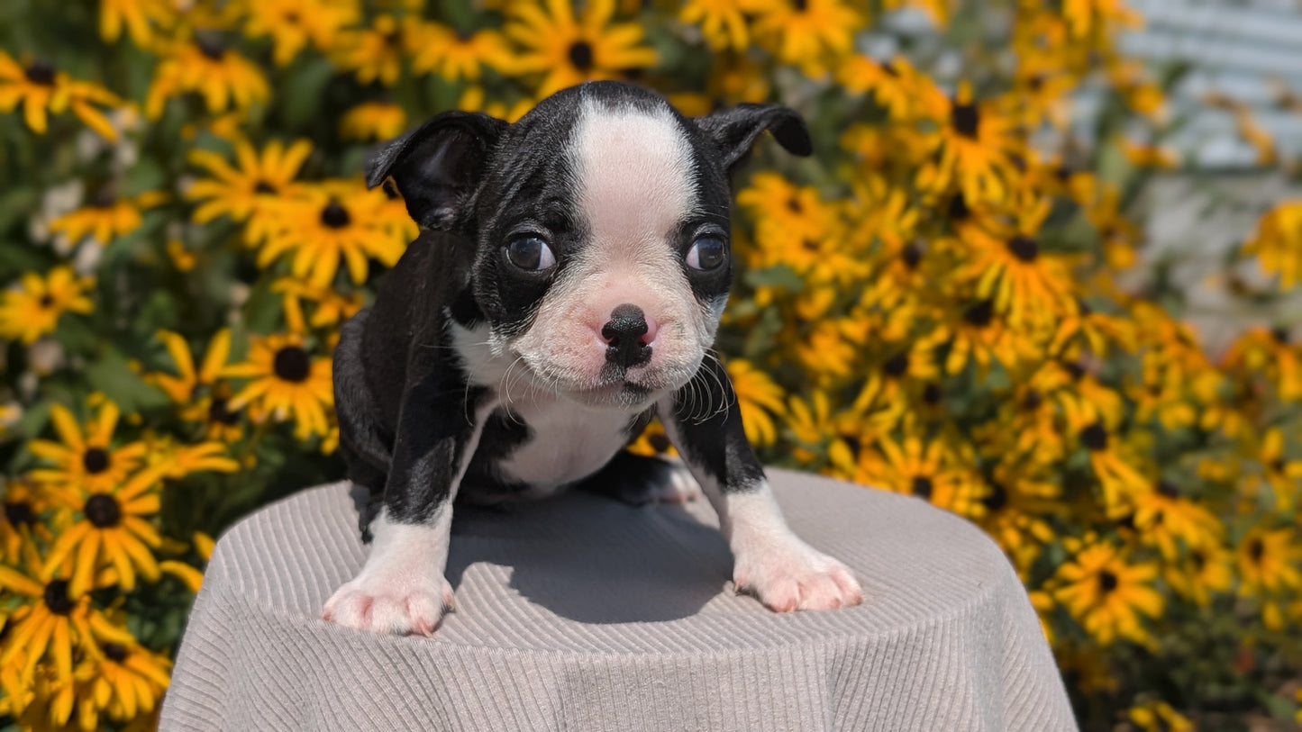 BOSTON TERRIER (JUL 11) 4 FEMALES/4 MALES