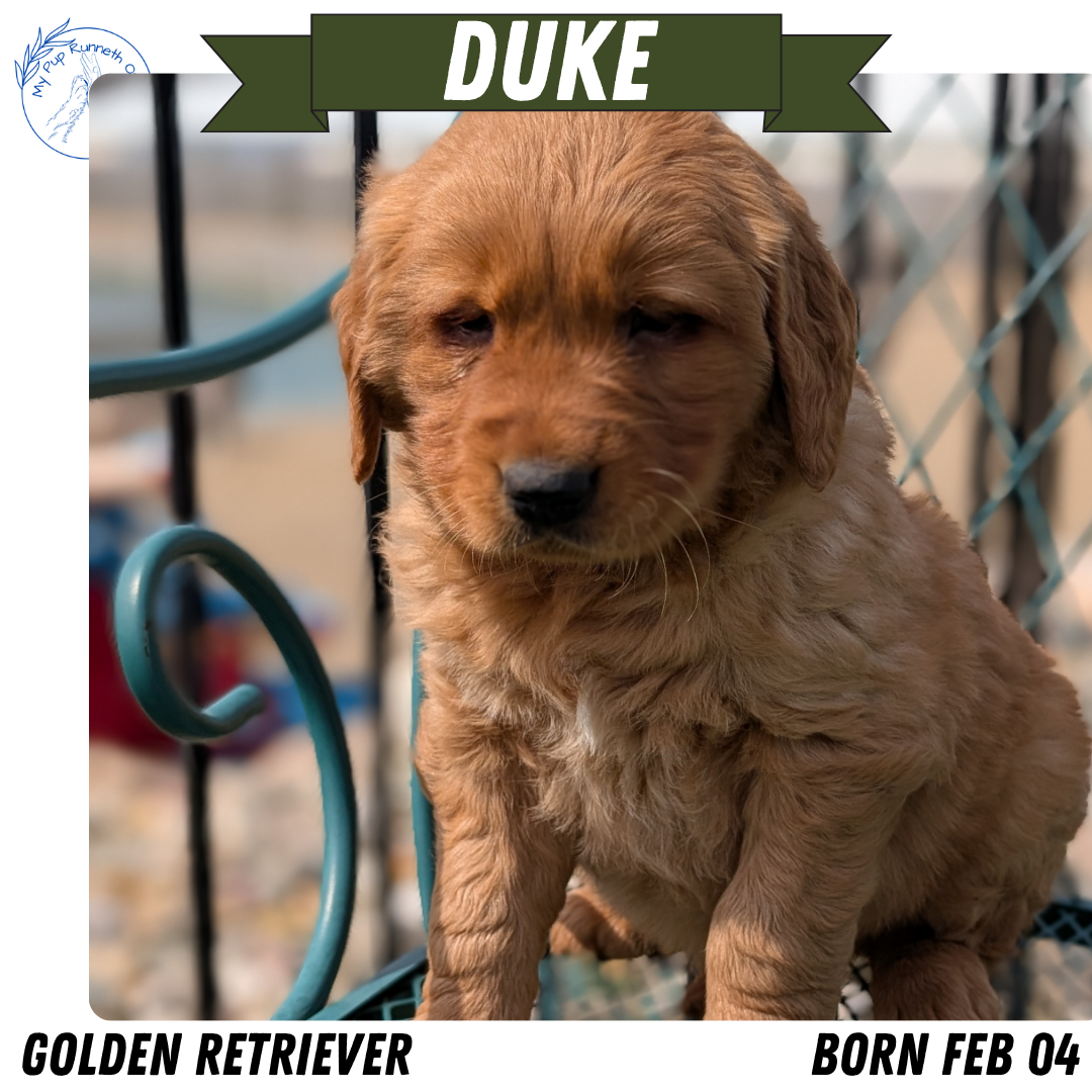 GOLDEN RETRIEVER (FEB 04) MALE